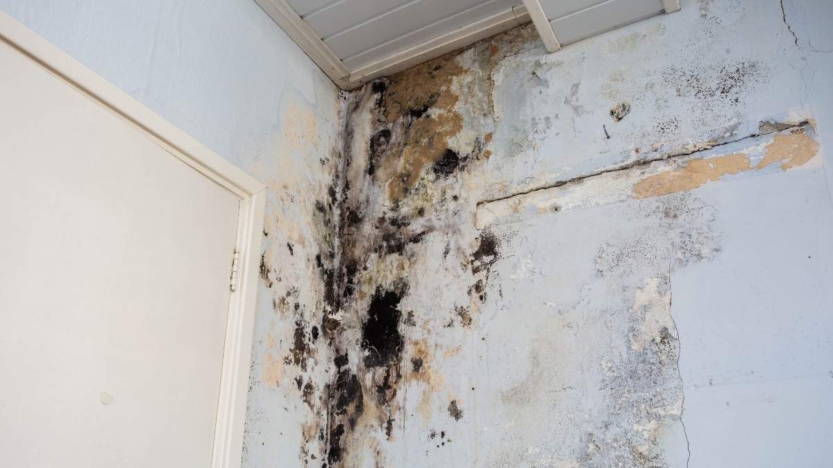 Dark mold growth spreads over a damaged wall corner near a white door.

The peeling paint and patches suggest significant moisture issues.